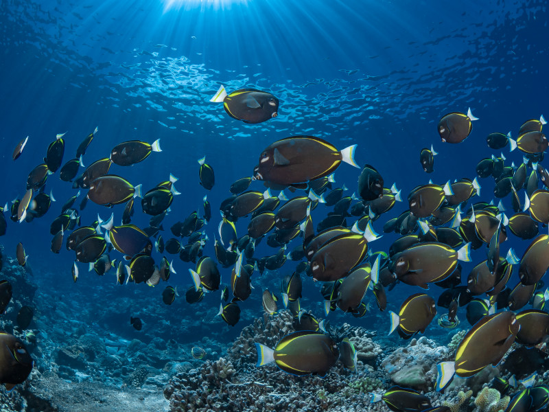 Underwater,Photography,Christmas,Island