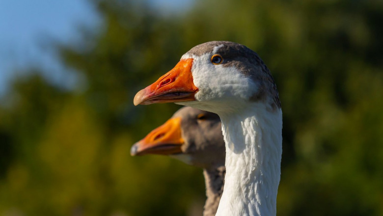 A domestic goose is a goose that humans have domesticated and kept for their meat, eggs, or down feathers. Domestic geese have been derived through se