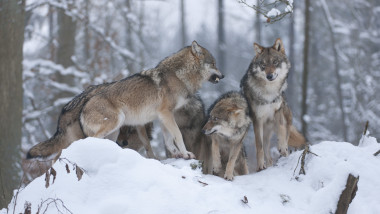 lupi în zăpadă