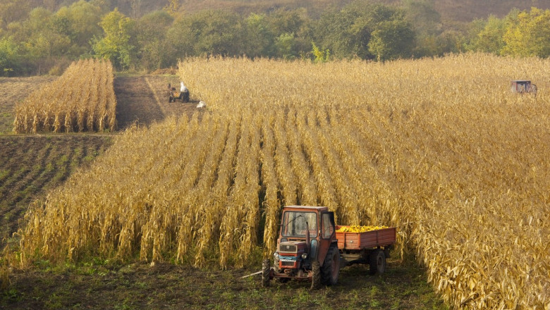 Harvesting maize, or corn, in autumn, near Saschiz; in the saxon villages area (Zea mays)