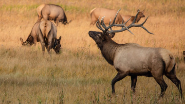 caprioare si elani in parcul yellowstone