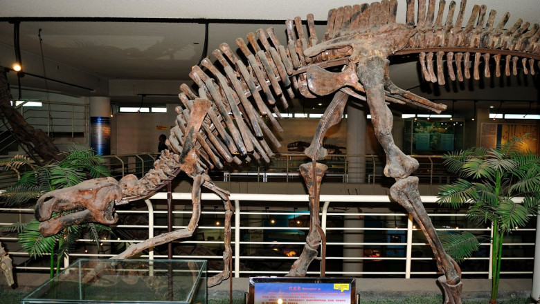 fosila dinozaur