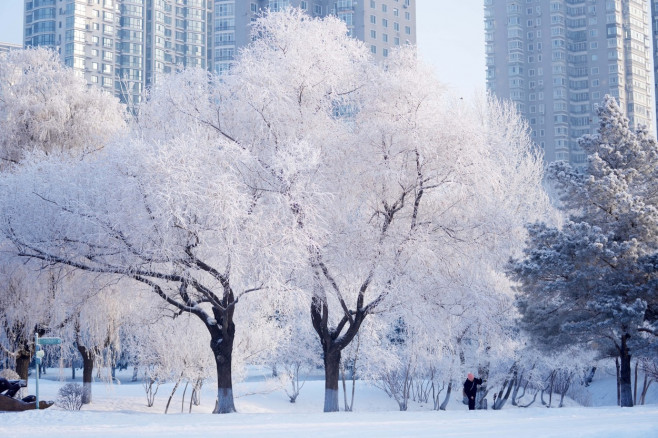 CHINA HEILONGJIANG HARBIN RIME SCENERY (CN)