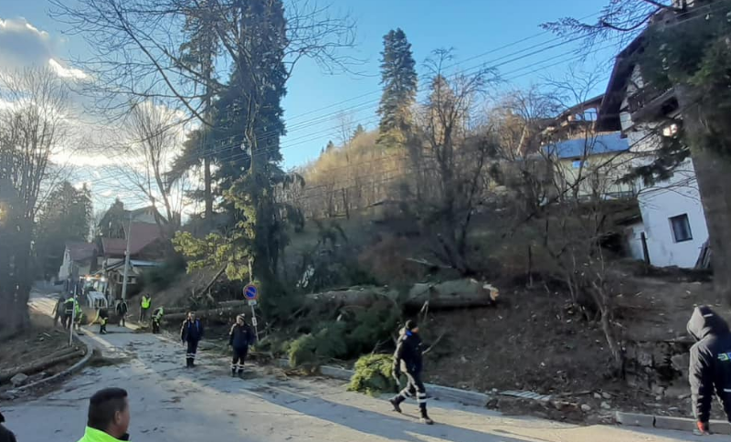 FOTO. Vânt puternic la Sinaia. Zeci de gospodării fără electricitate, stâlpi de curent și arbori doborâţi
