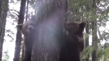 ursuleti catarati in copac