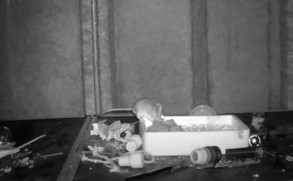VIDEO Șoarece obsedat de curățenie: A fost filmat în timp ce face ordine în magazia unui bărbat, timp de mai multe nopți