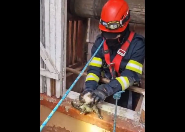 Un pui de pisică a fost salvat de pompieri după ce a căzut într-o fântână adâncă de 10 metri, în Arad