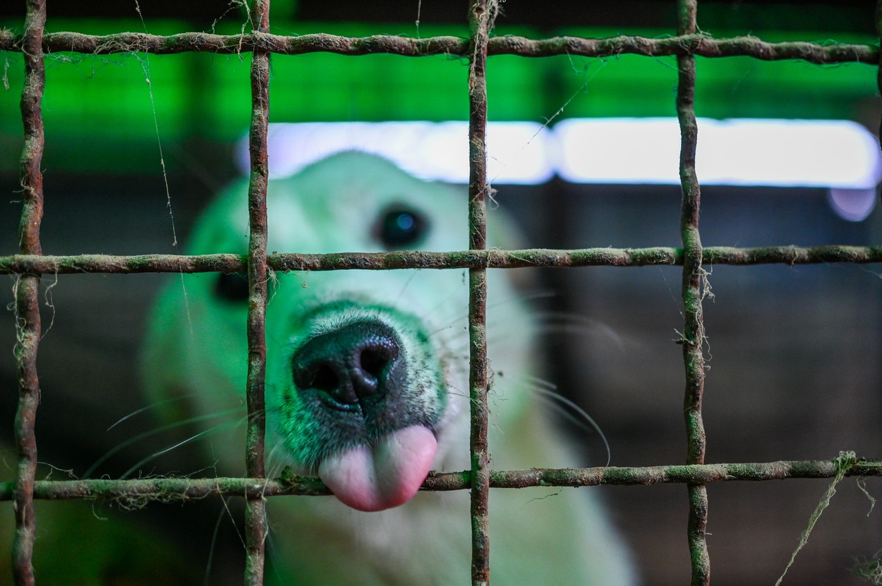Coreea de Sud a adoptat legea care interzice comerțul de carne de câine. 3 ani de închisoare pentru cei care măcelăresc câini