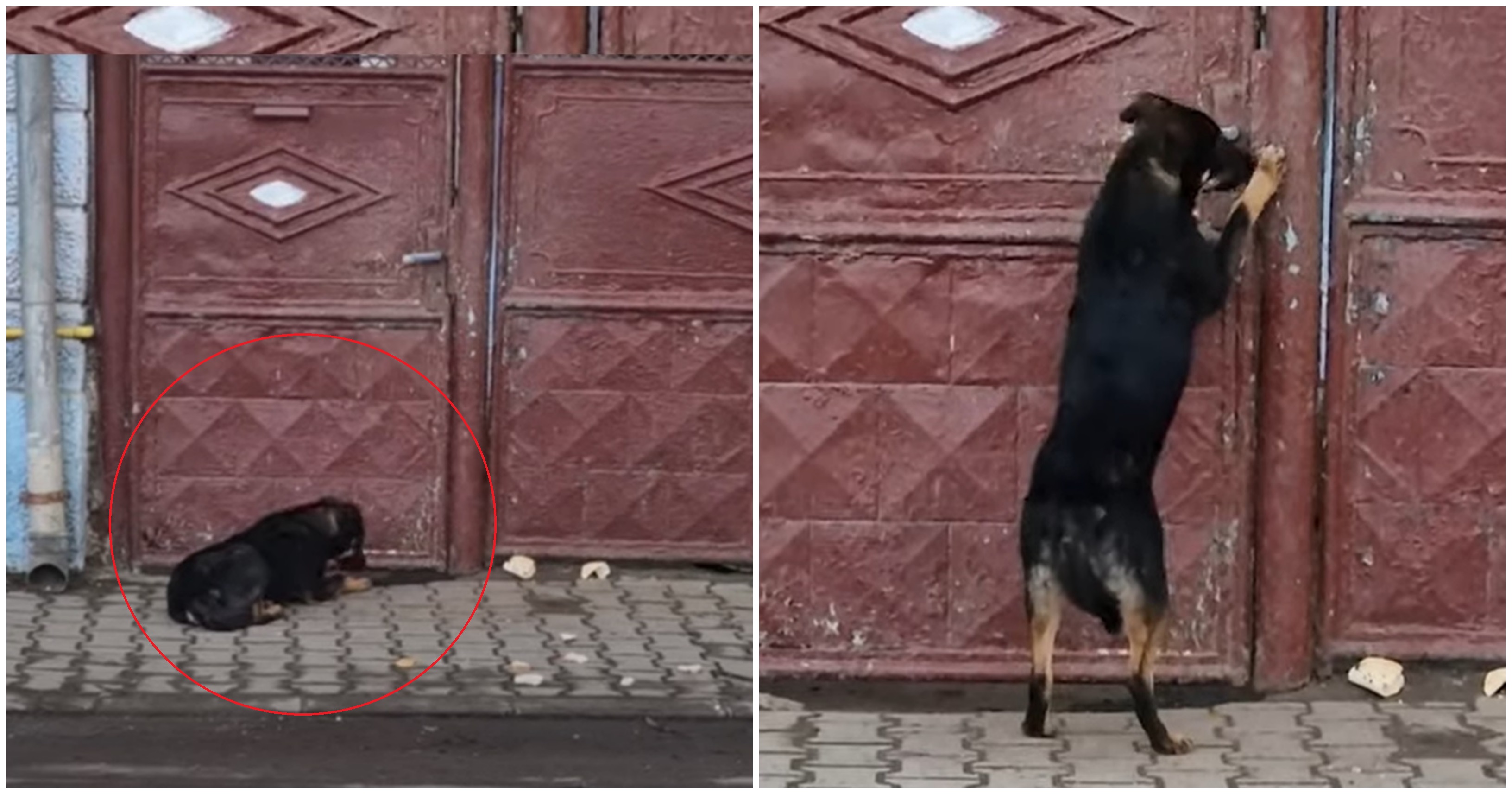 Un bărbat din Cluj a fost amendat cu 15.000 de lei pentru că și-a ținut câinele, cu orele, la poartă