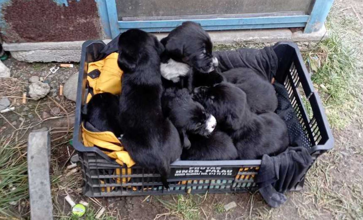 FOTO Mobilizare pe reţelele sociale: Sunt căutate două persoane care au abandonat 10 căţeluși lângă un magazin din Braşov
