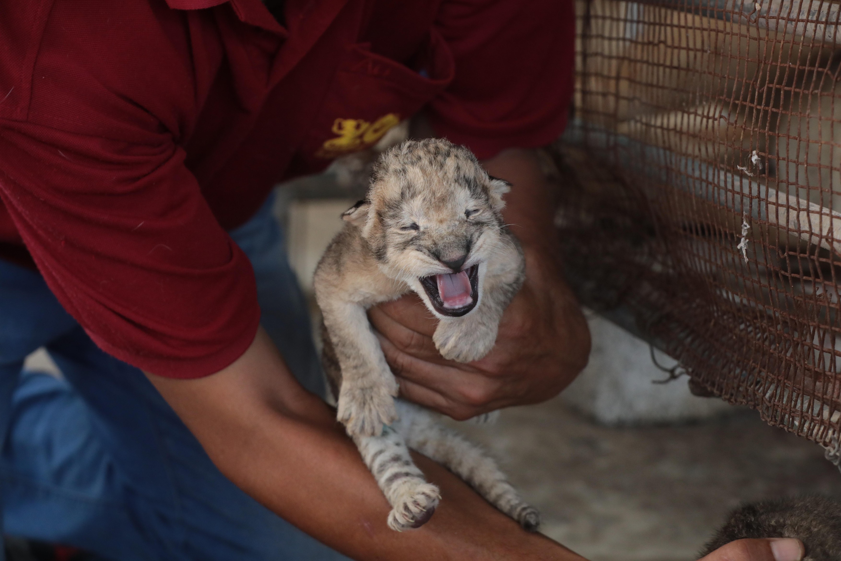 Reuters: Foamea lovește animalele și oamenii deopotrivă la grădina zoologică din Gaza