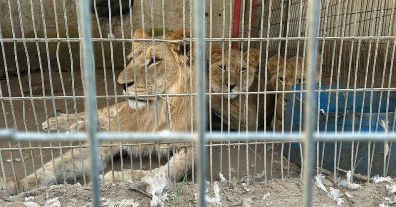 lei la grădina zoologică din Rafah