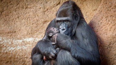 gorila duni a născut la zoo praga