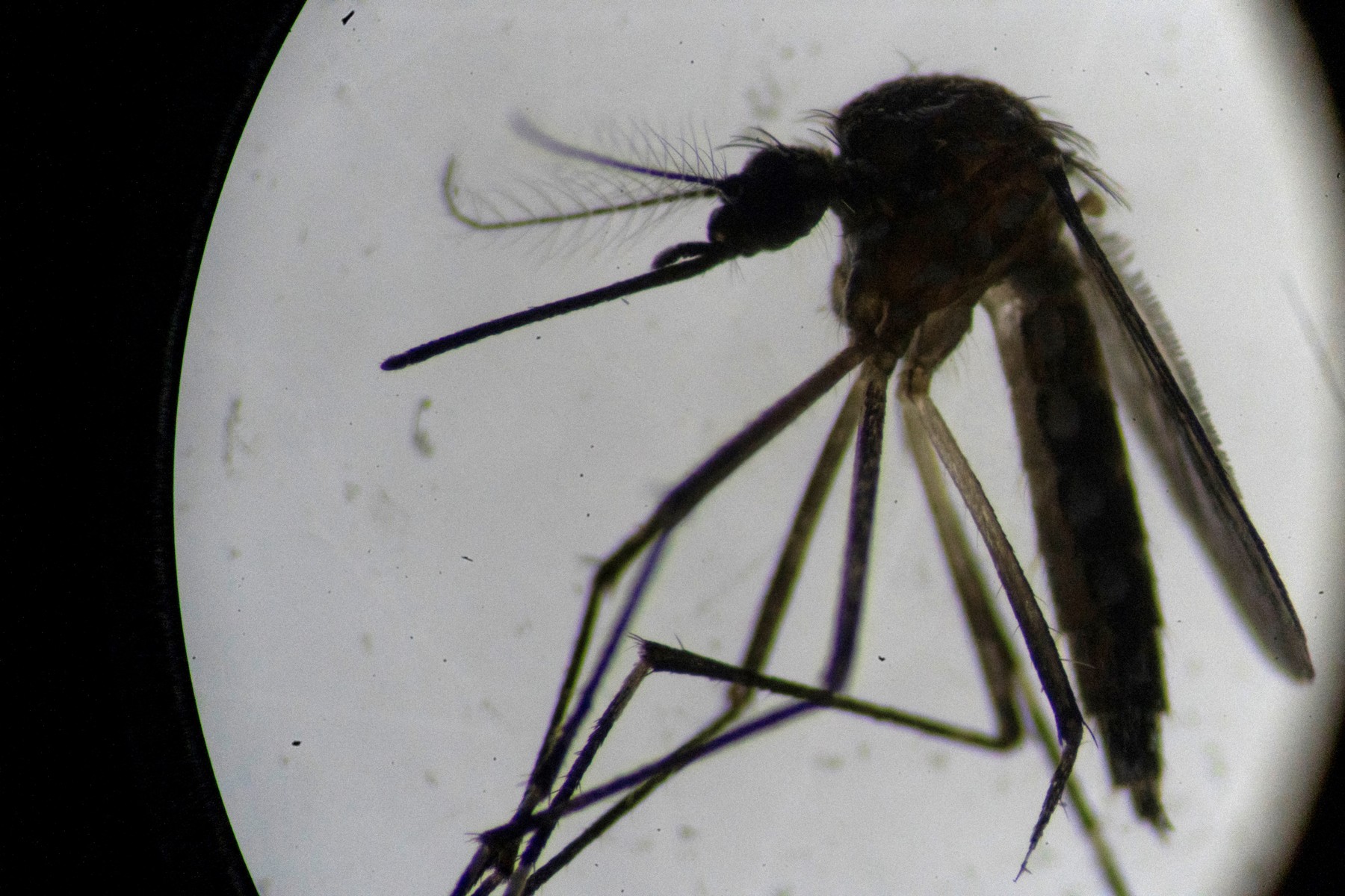 Orașul Dourados din Brazilia a început vaccinarea în masă împotriva infecției cu virusul Dengue