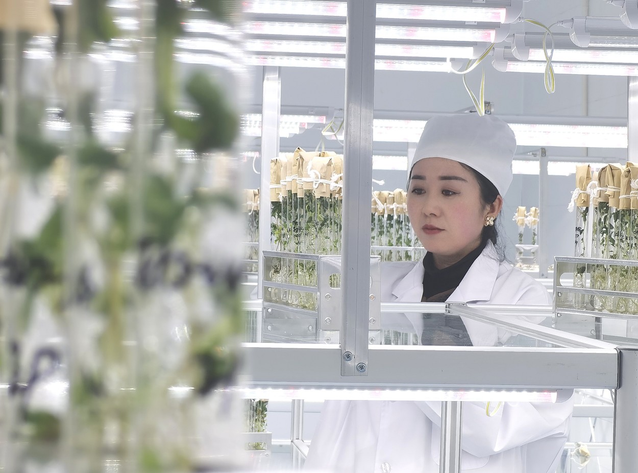 Chinezii încearcă să obțină soiuri noi de cartofi în spațiu. Țin tuberculii pe orbită și îi cultivă pe Pământ