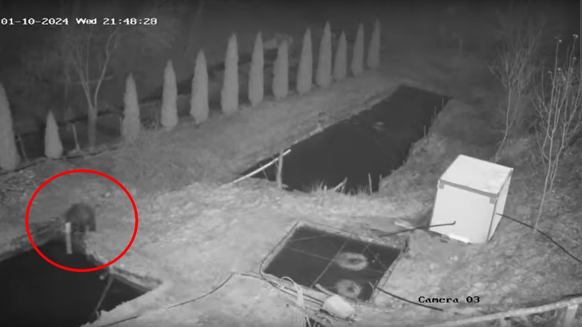 VIDEO. Un urs din Apuseni a eliberat peștii din bazinele unei păstrăvării