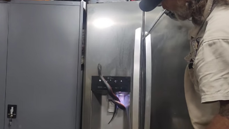 O femeie a găsit un șarpe veninos în dozatorul de apă al frigiderului