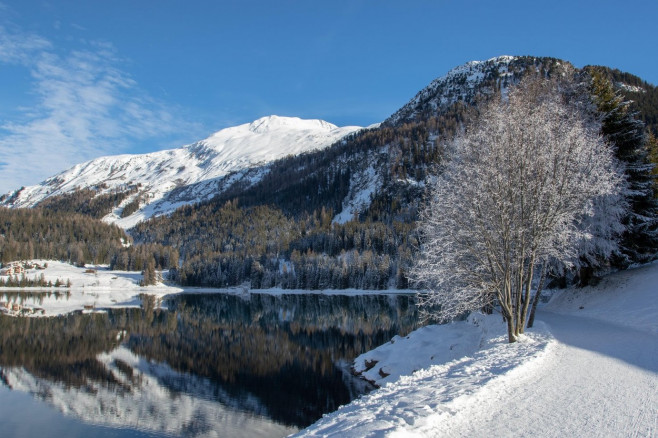 Frozen tree on the shore of Lake Davos, Switzerland