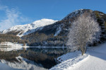 Frozen tree on the shore of Lake Davos, Switzerland