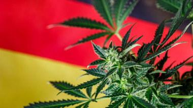 legalizare canabis germania