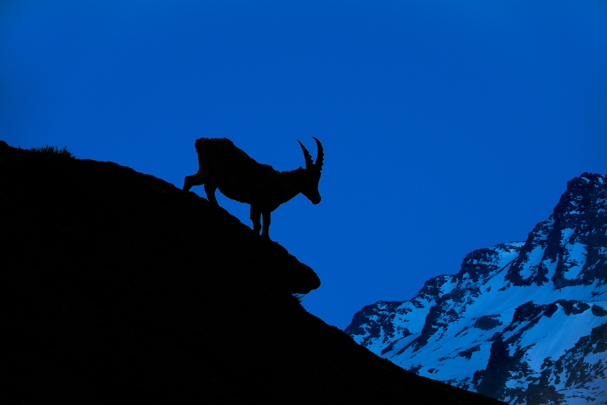 Caprele alpine devin animale nocturne din cauza încălzirii globale