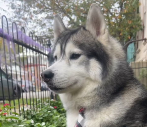 Un câine husky a salvat un întreg cartier de la o explozie devastatoare. Povestea lui Kobe a ajuns virală