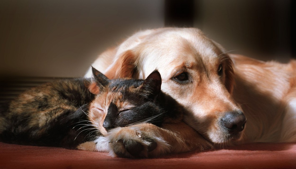 Furtul animalelor va fi considerat răpire și se va pedepsi cu închisoarea în Marea Britanie