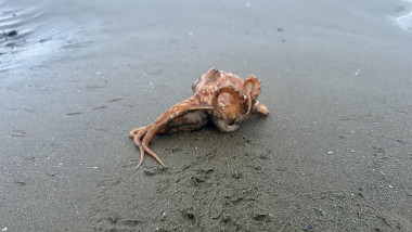 Octopus on the beach trying to get to water