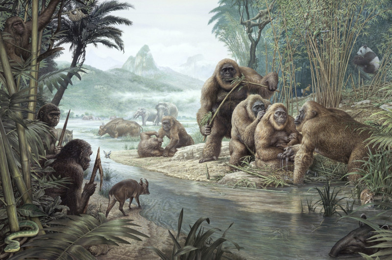 Gigantopithecus with Homo erectus