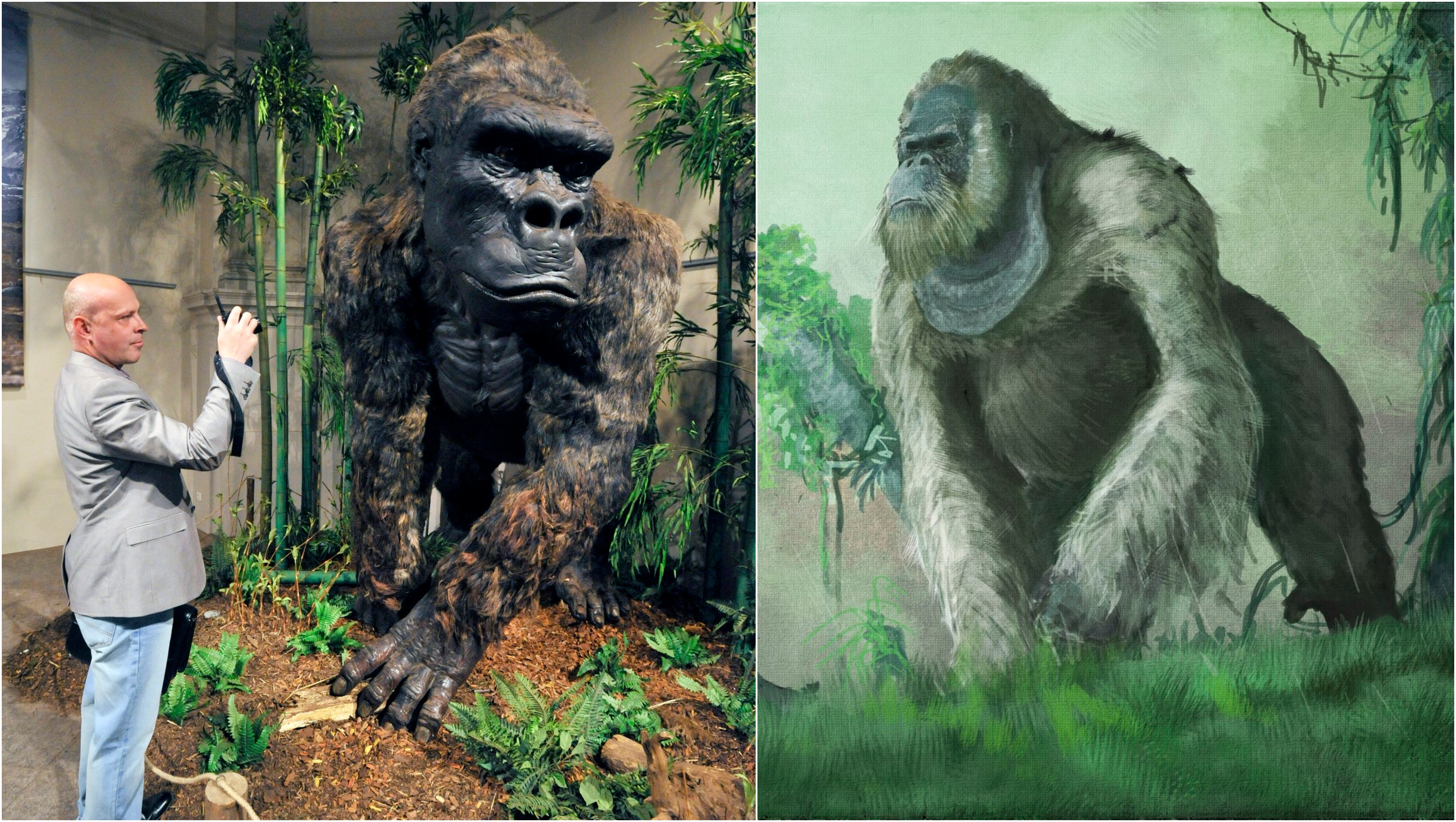 Cum s-a stins din viață „adevăratul King Kong”. Misterul dispariției primatei uriașe care a trăit în sudul Chinei a fost rezolvat