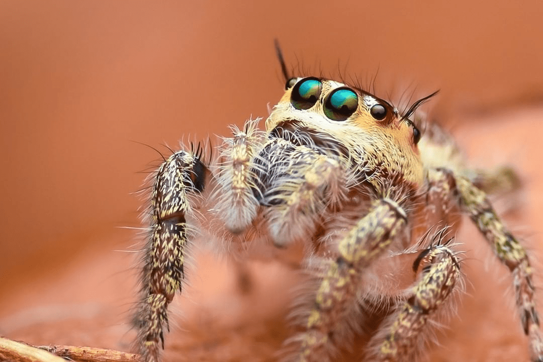 „O lume extraterestră” a insectelor surprinsă în imagini