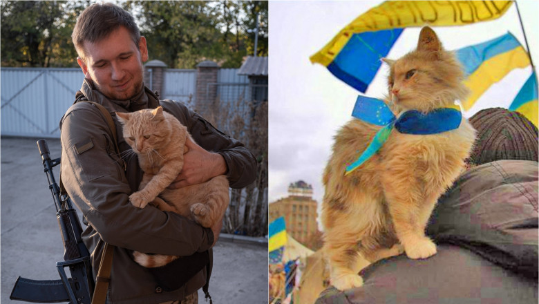 Pisici în războiul din Ucraina