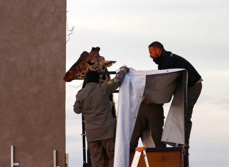 Benito the giraffe sets out on his way to Africam Safari Park in Mexico