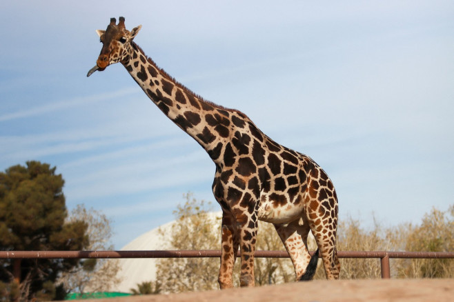 Giraffe Benito moves to Africam Safari wildlife conservation park