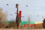 Giraffe Benito moves to Africam Safari wildlife conservation park