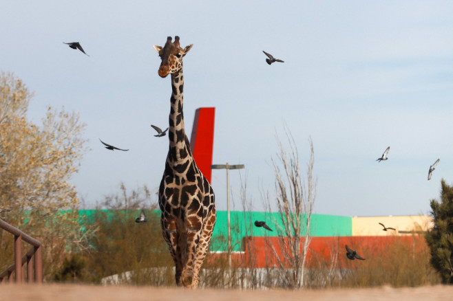 Giraffe Benito moves to Africam Safari wildlife conservation park