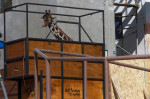 Giraffe Benito moves to Africam Safari wildlife conservation park