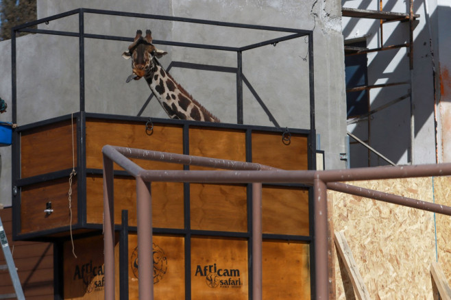 Giraffe Benito moves to Africam Safari wildlife conservation park