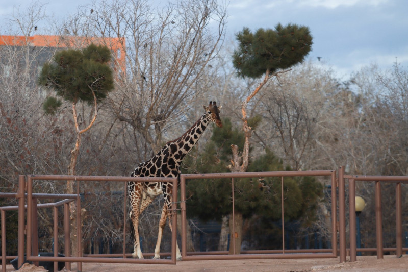 Benito the giraffe sets out on his way to Africam Safari Park in Mexico