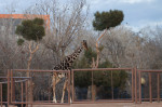 Benito the giraffe sets out on his way to Africam Safari Park in Mexico