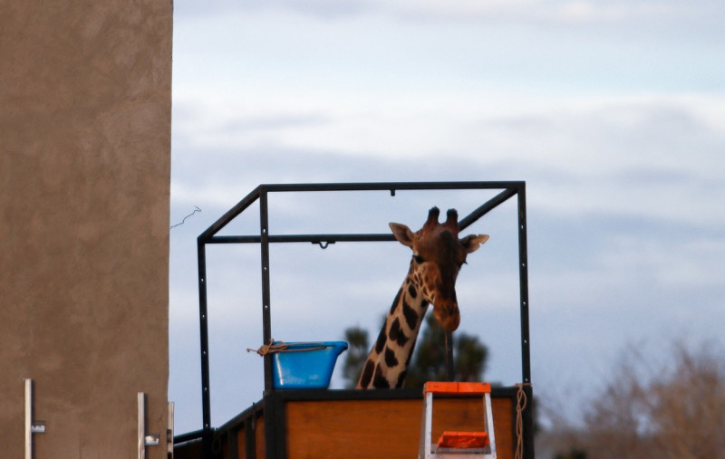 Benito the giraffe sets out on his way to Africam Safari Park in Mexico