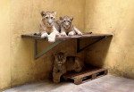 Zoo fighting to bring lioness and three cubs abandoned in war-torn Ukraine to Britain