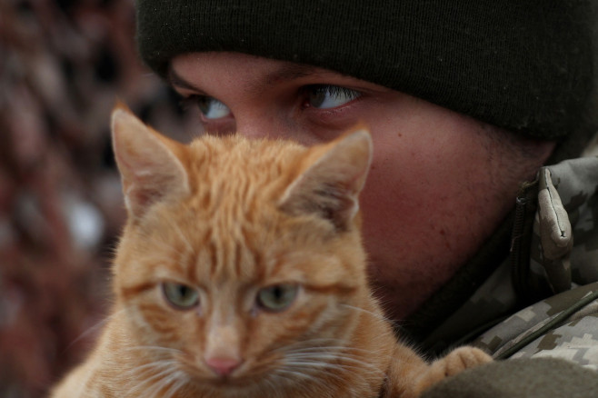 pisici-ucraina-război-11
