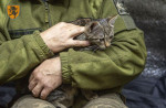 pisici-ucraina-război-5