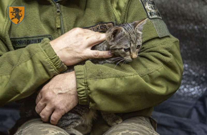 pisici-ucraina-război-5