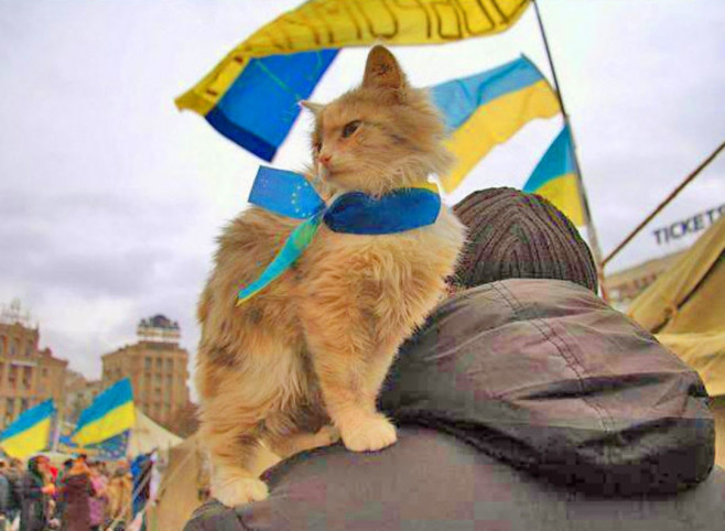pisici-ucraina-război-7