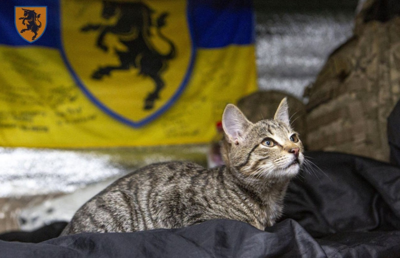 pisici-ucraina-război-4