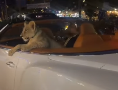 Imagini virale. Un pui de leu a fost scos la plimbare într-o decapotabilă de lux, într-un oraș din Thailanda
