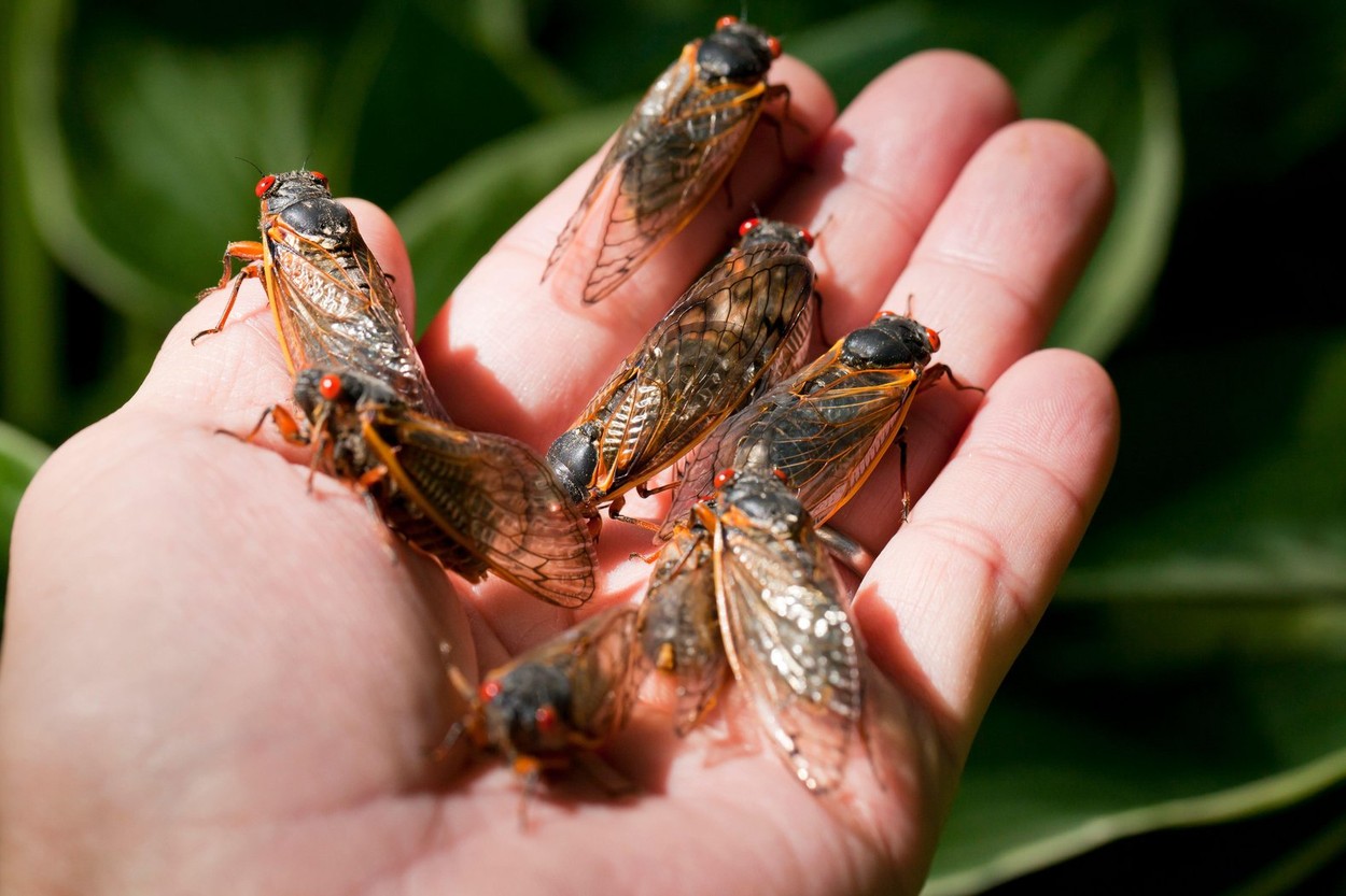 Primăvara va aduce o dublă apariție a cicadelor în SUA: Un spectacol natural unic după 200 de ani