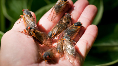 Man holding Brood X cicadas, May 2021 - Virginia USA